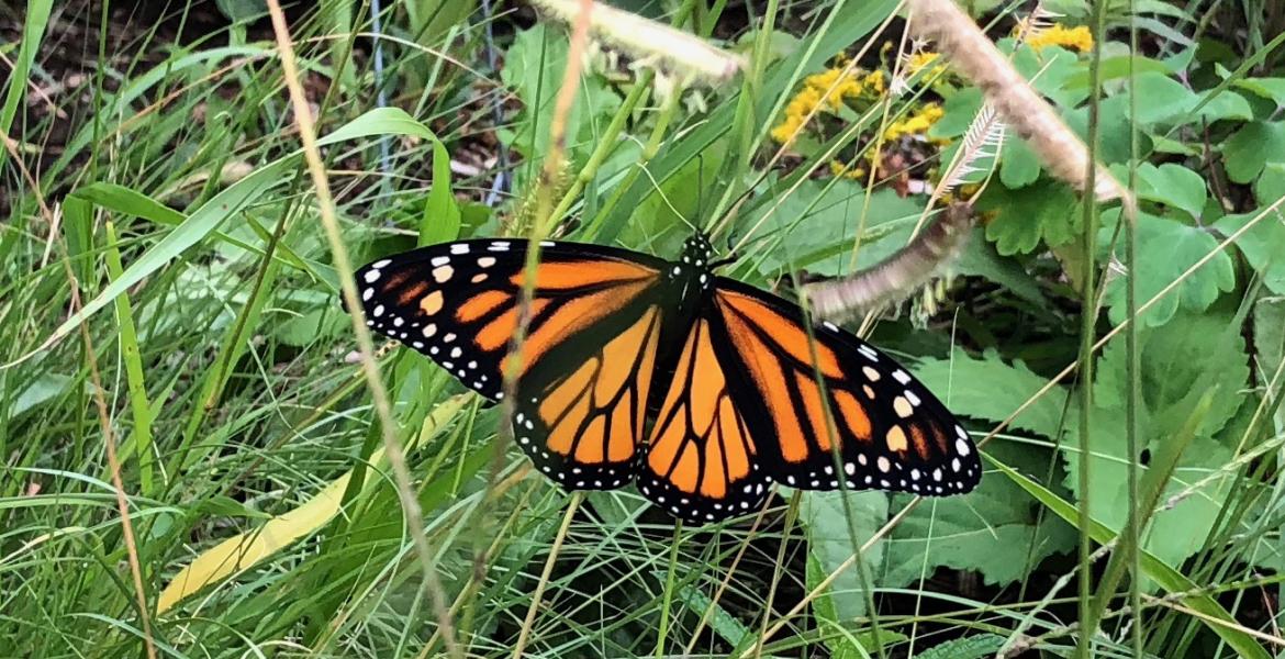 Katjana's Leadership on the Environment